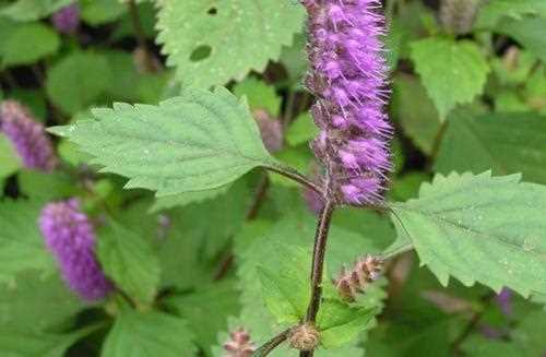 香薷是什么藥能治什么病,下面哪種生藥不具備辛溫解表的作用圖4