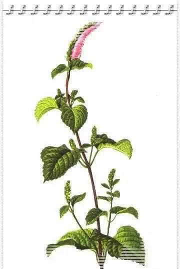 香薷是什么藥能治什么病,下面哪種生藥不具備辛溫解表的作用圖5