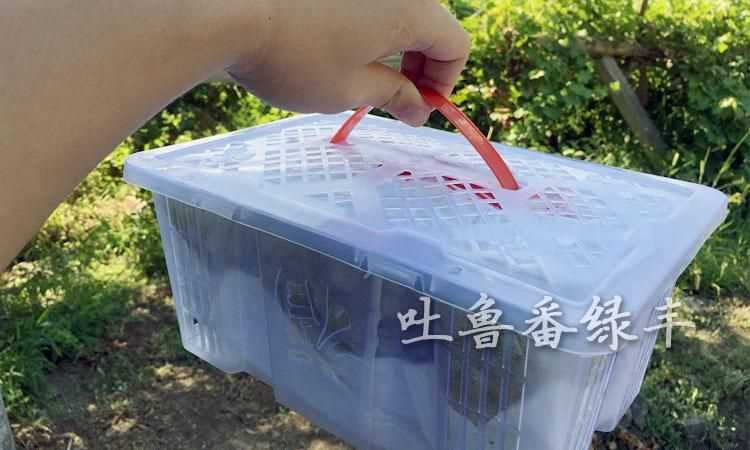 葡萄可以快遞嗎 會(huì)不會(huì)壞