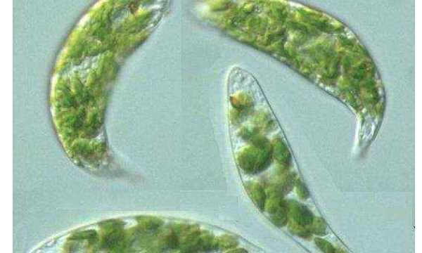 眼蟲是植物還是動物,眼蟲是動物還是植物圖1