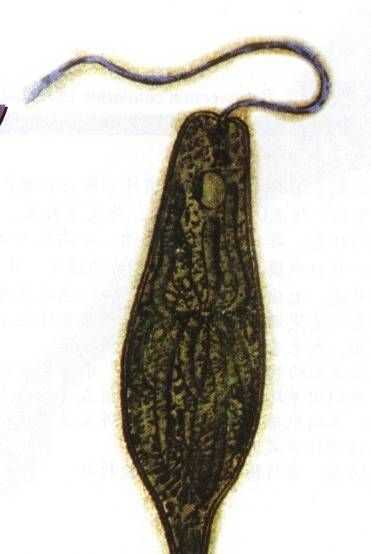 眼蟲是植物還是動物