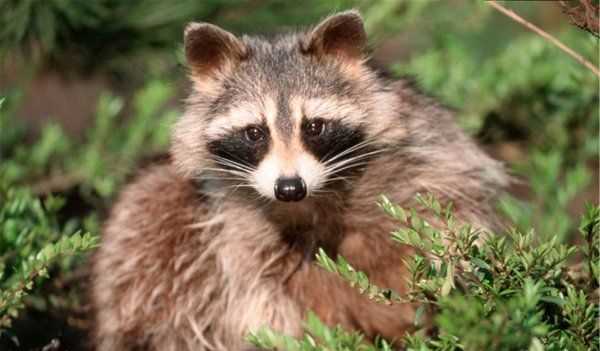 浣熊絨與羊絨的區(qū)別,浣熊絨怎么辨別真假圖2