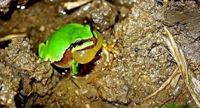 青蛙為什么一定要冬眠