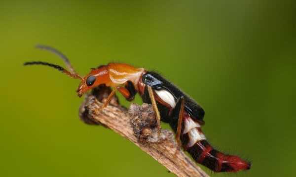 蚰蜒爬過(guò)的床單還能睡,前幾天下雨了嗎圖4