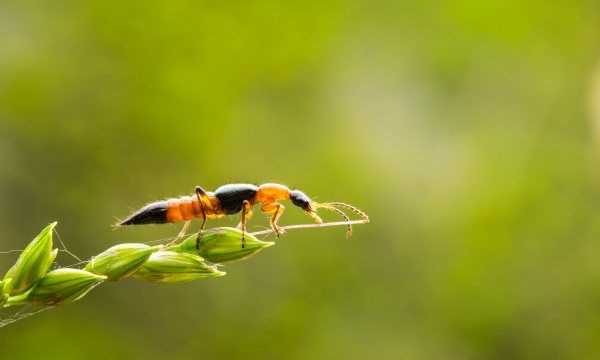 蚰蜒爬過(guò)的床單還能睡,前幾天下雨了嗎圖6