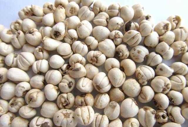 貝母是什么植物