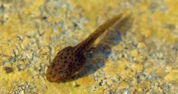 蝌蚪是什么動(dòng)物,蝌蚪是昆蟲(chóng)嗎圖1