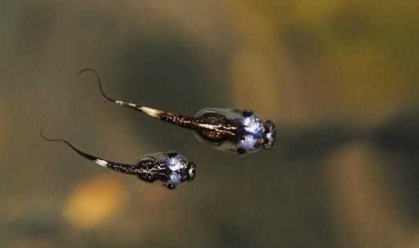 蝌蚪屬于哪一類動(dòng)物