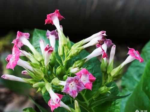 煙草花在晚上什么時候開放