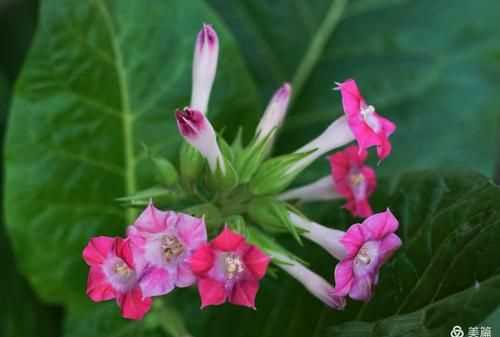 “下午三點，萬壽菊欣然怒放;傍晚六點，煙草花在暮色中蘇醒……”仿寫句子怎么寫