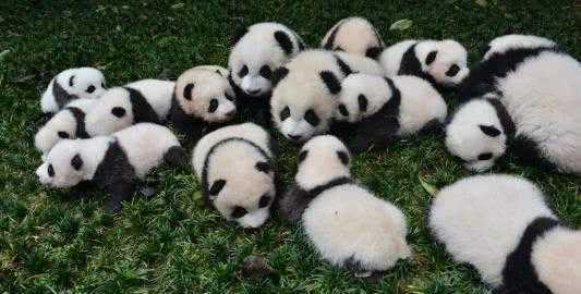 美國(guó)的國(guó)寶是什么