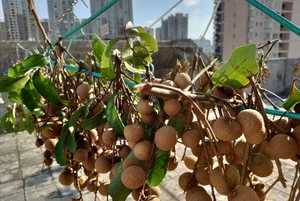 龍眼怎么曬干成桂圓,曬龍眼干怎么曬?圖2