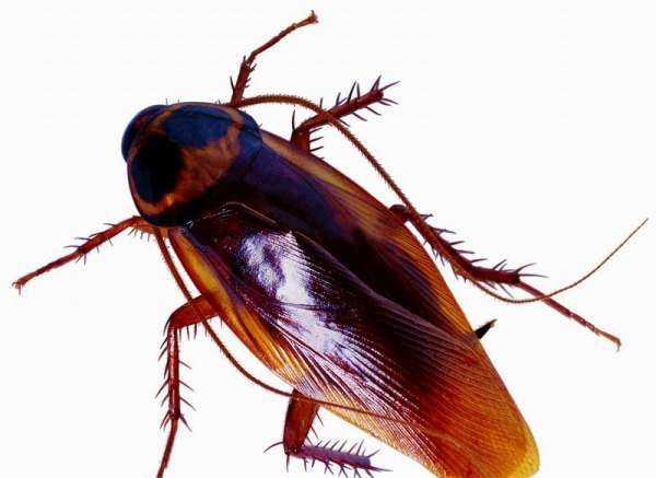 蟑螂怕洗衣粉,屋里全撒洗衣粉能除蟑螂嗎圖2