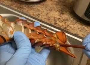 波龍死了放冷凍還能吃嗎