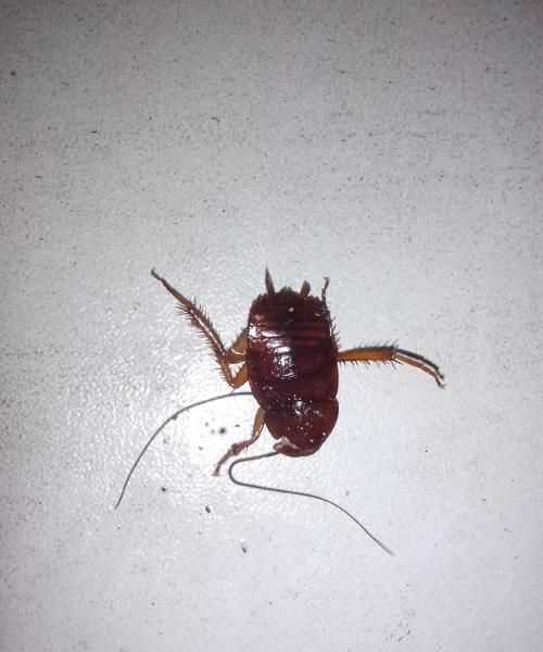 如何徹底消滅蟑螂和蟑螂卵