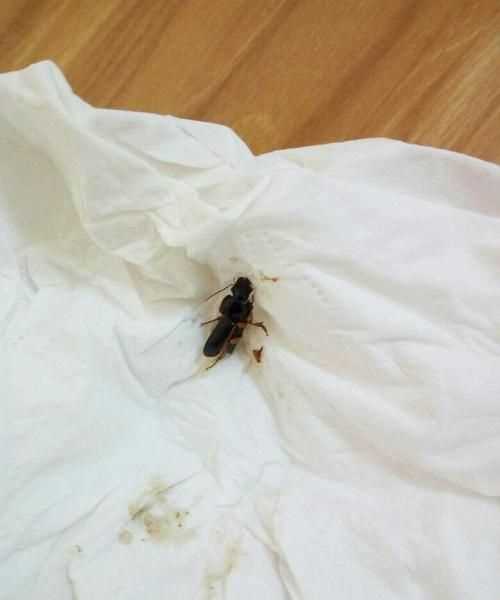 為什么有的蟑螂會飛有的不會飛