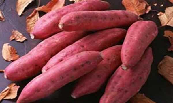 紅薯發(fā)芽還能吃吃了會怎樣呢,紅薯有點發(fā)芽了還能吃不圖2