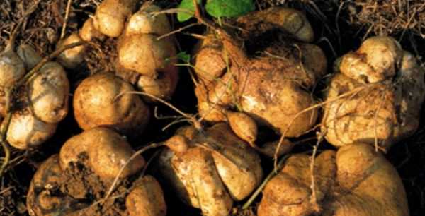 紅薯發(fā)芽還能吃吃了會怎樣呢,紅薯有點發(fā)芽了還能吃不圖3