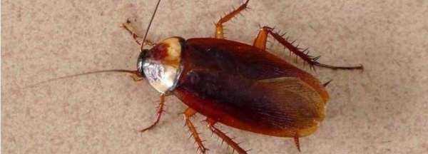 蟑螂飛來飛去什么原因,為什么有的蟑螂會飛有的不會飛圖3