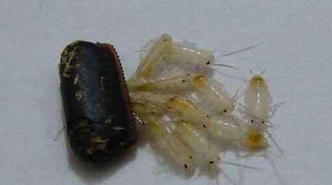 蟑螂在家里飛來飛去是怎么回事