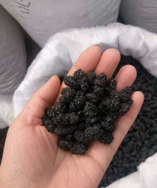 桑葚如何曬成桑葚干