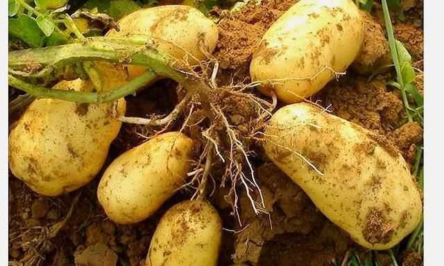 如何看土豆有沒(méi)有壞