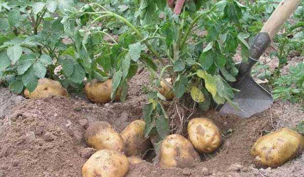 土豆的檢驗(yàn)方法是什么,土豆中主要含有什么檢驗(yàn)方法是什么圖4