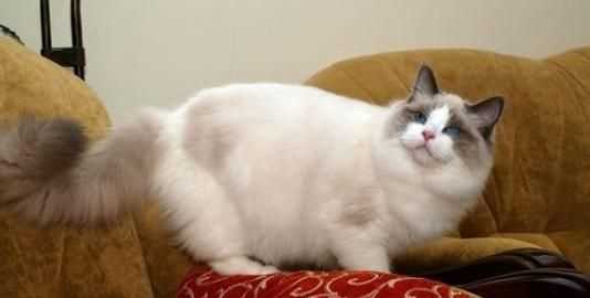 半米有多長，誰知道煮出3碗米飯需要多少大米?多少水？圖3