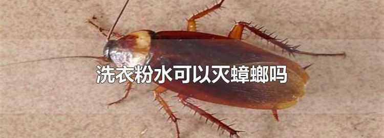 洗衣粉水可以滅蟑螂嗎
