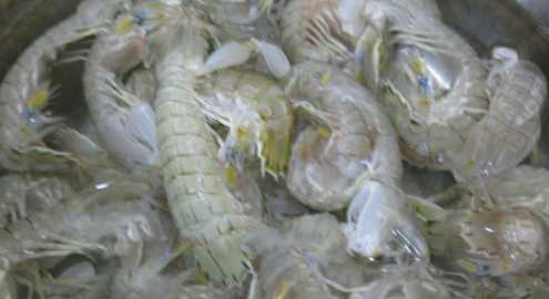 皮皮蝦蒸多久才熟,蒸皮皮蝦需要蒸多長時(shí)間能熟圖2