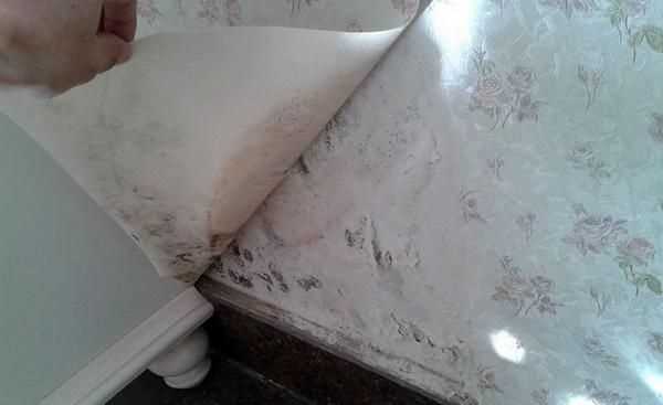 翹是什么意思解釋