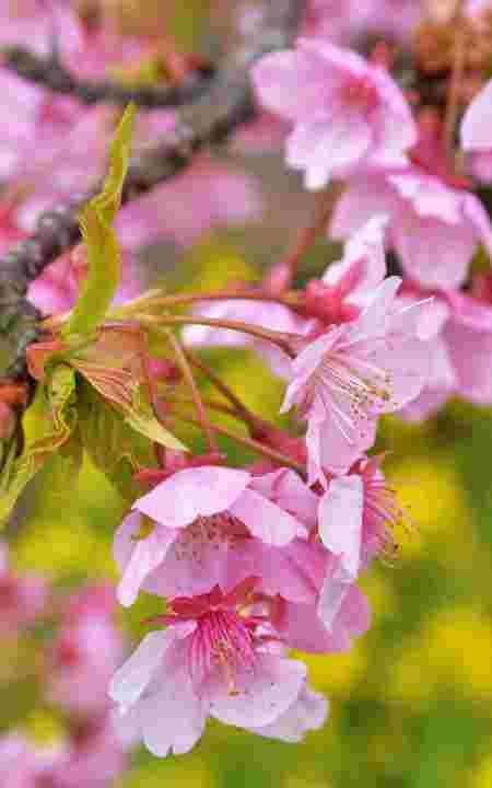 白豆沙是什么豆做的,韓式裱花的豆沙是什么材料做的圖17