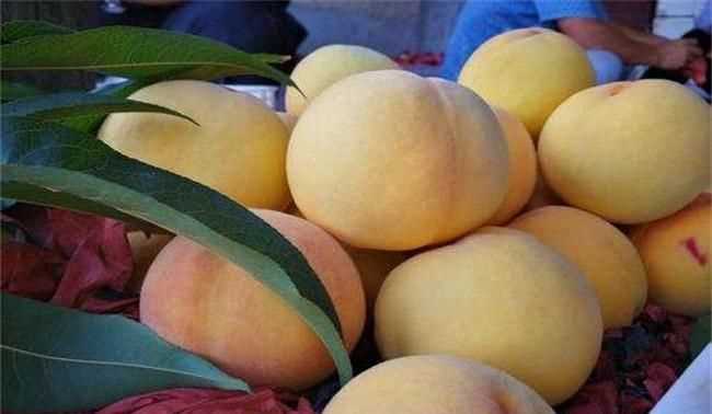 黃桃放一晚上會壞嗎