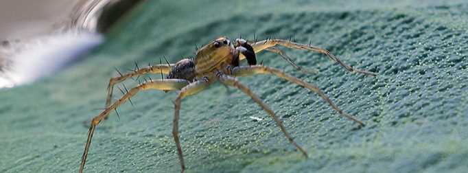 為什么蜘蛛在水里能存活很長(zhǎng)時(shí)間呢