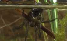 為什么蜘蛛在有水的瓶子里一會(huì)就死了呢