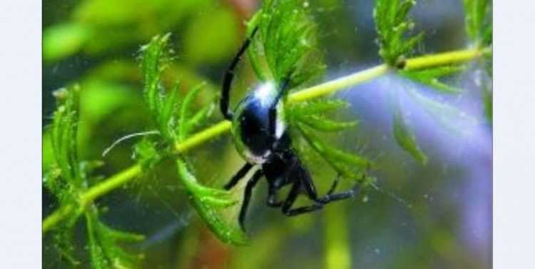 蜘蛛會(huì)被水淹死嗎