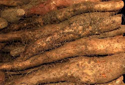 如何挑選好吃的梨