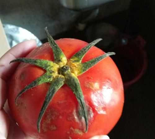 爛西紅柿的妙用有哪些