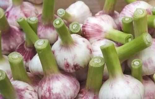 新蒜頭怎么曬成老蒜