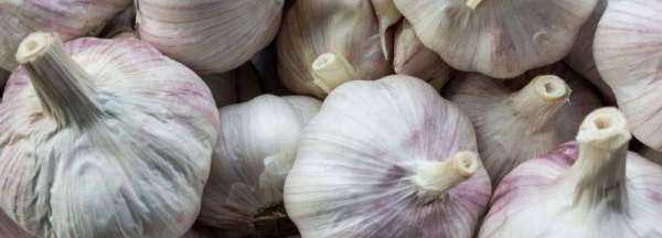 新蒜如何變成老蒜,新蒜頭怎么曬成老蒜圖6