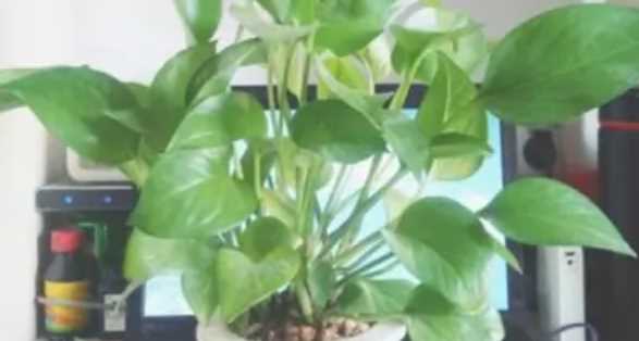 怎樣消滅家里的蟑螂,家里有蟑螂怎樣能徹底消滅掉圖12