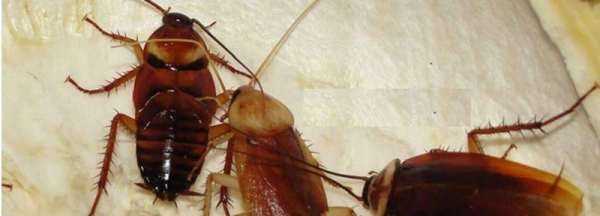 消毒液能殺死蟑螂,消毒液能殺死蟑螂嗎?圖2