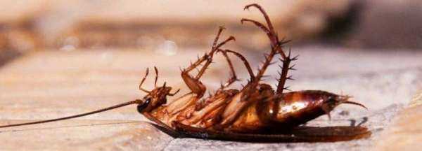 消毒液能殺死蟑螂,消毒液能殺死蟑螂嗎?圖3