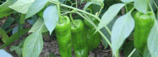 水果青椒辣,青椒算辛辣食物么圖1