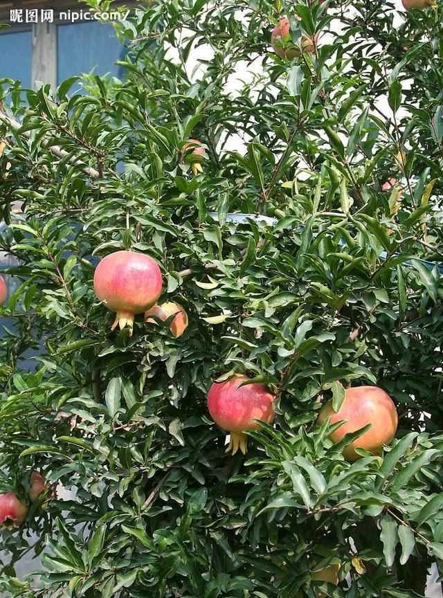 石榴籽有黑點能吃嗎，紅籽石榴怎么判斷好壞？圖2