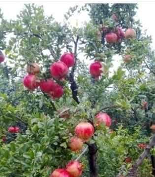 石榴籽有黑點能吃嗎，紅籽石榴怎么判斷好壞？圖3