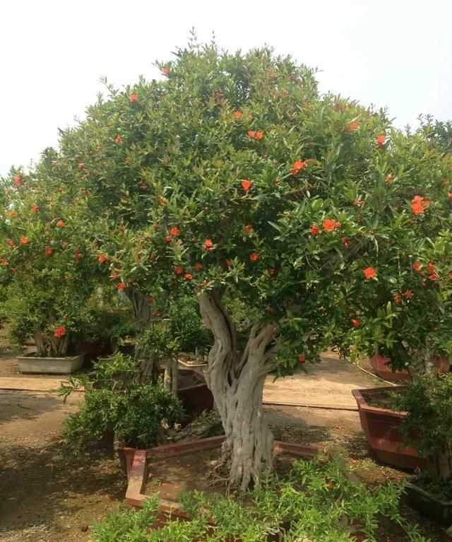 石榴籽有黑點能吃嗎，紅籽石榴怎么判斷好壞？圖5