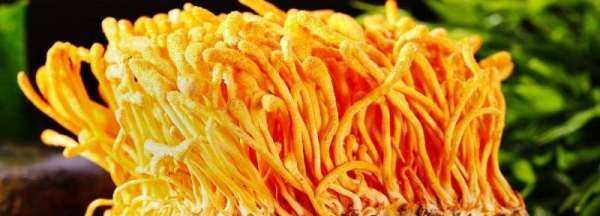 新鮮蟲草花怎么曬干保存,新鮮蟲草花可以曬干保存嗎圖1