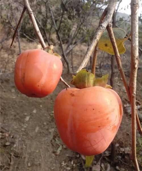 怎么讓柿子樹長(zhǎng)得快