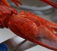 波龍怎么做好吃又簡單,波龍怎么吃圖3